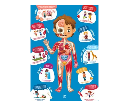Puzzle cuerpo humano Hape